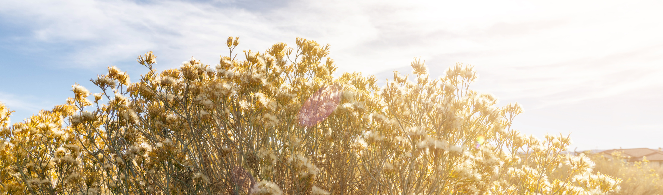 Desert Plant in Hesperia